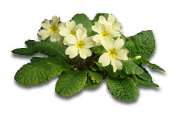 primroses